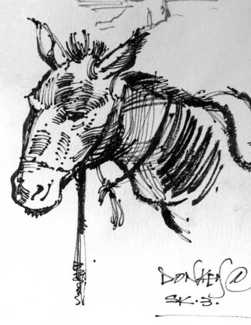 494x640 A Pencil Sketch Of A Mule, One In A Series Of The Humanitarian
