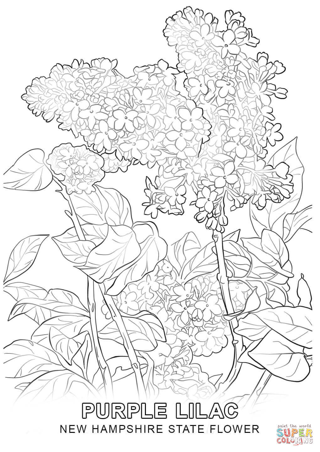 1020x1440 New Hampshire State Flower Coloring Page Free Printable Coloring