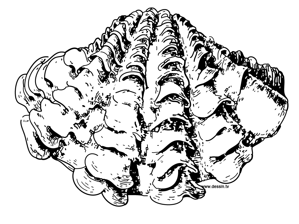 1024x768 Coloring Giant Clam