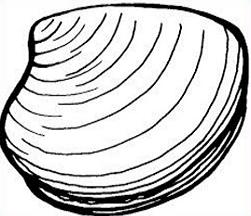 251x216 Free Clam Shell Clipart