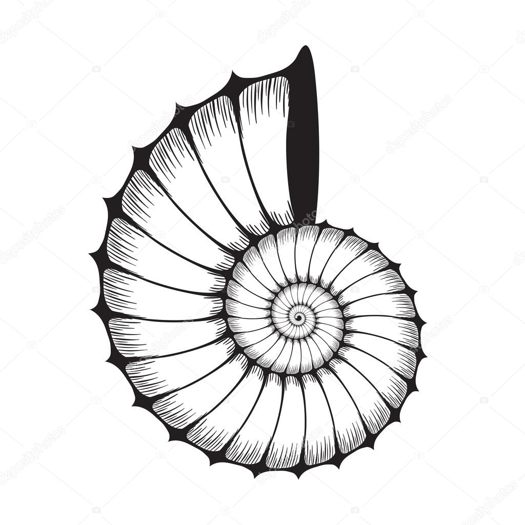 1024x1024 Sea Shell Clam Stock Vector Be Low