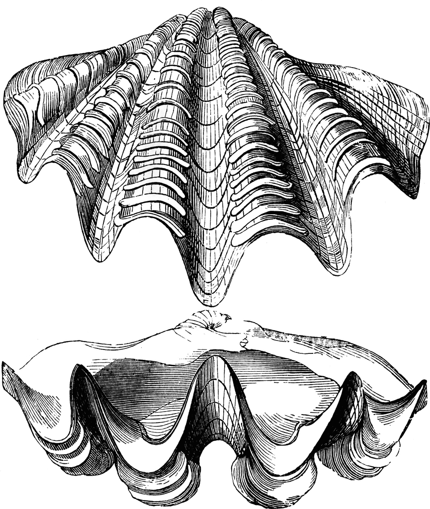 865x1024 Shells Of The Great Clam Clipart Etc