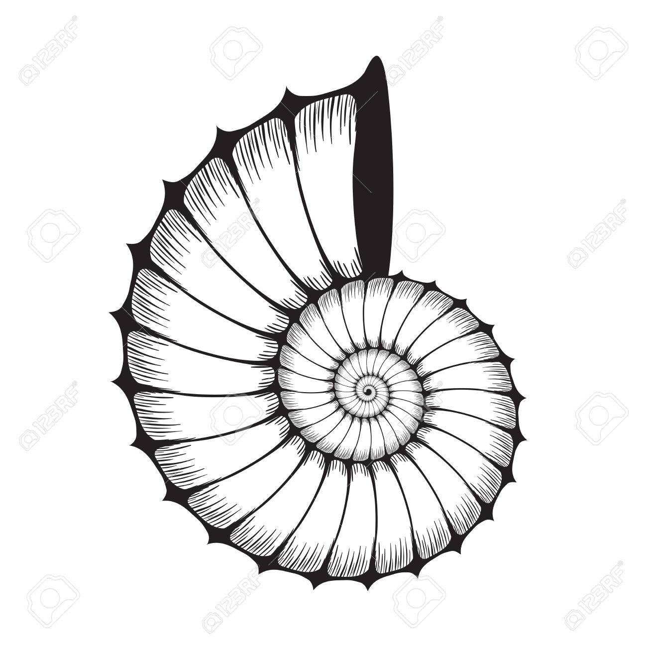 1300x1300 Sea Shell Clam Silhouette On White Royalty Free Cliparts, Vectors