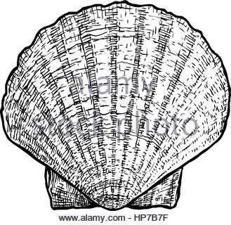 329x320 A Drawing Of A Clam Stock Photo, Royalty Free Image 31532075