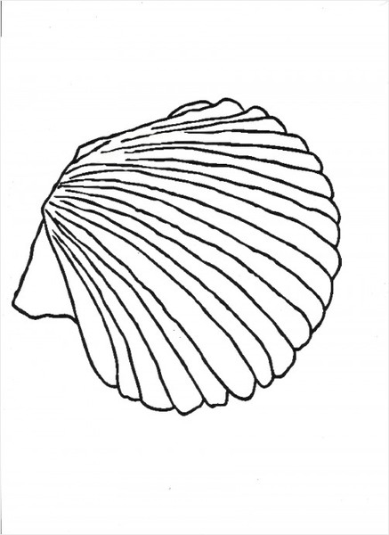 Clam Shell Drawing at GetDrawings | Free download