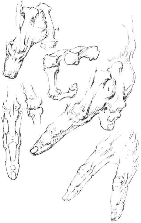 463x730 The Fingers, Anatomy, Masses, Movements, Fingers. Creases