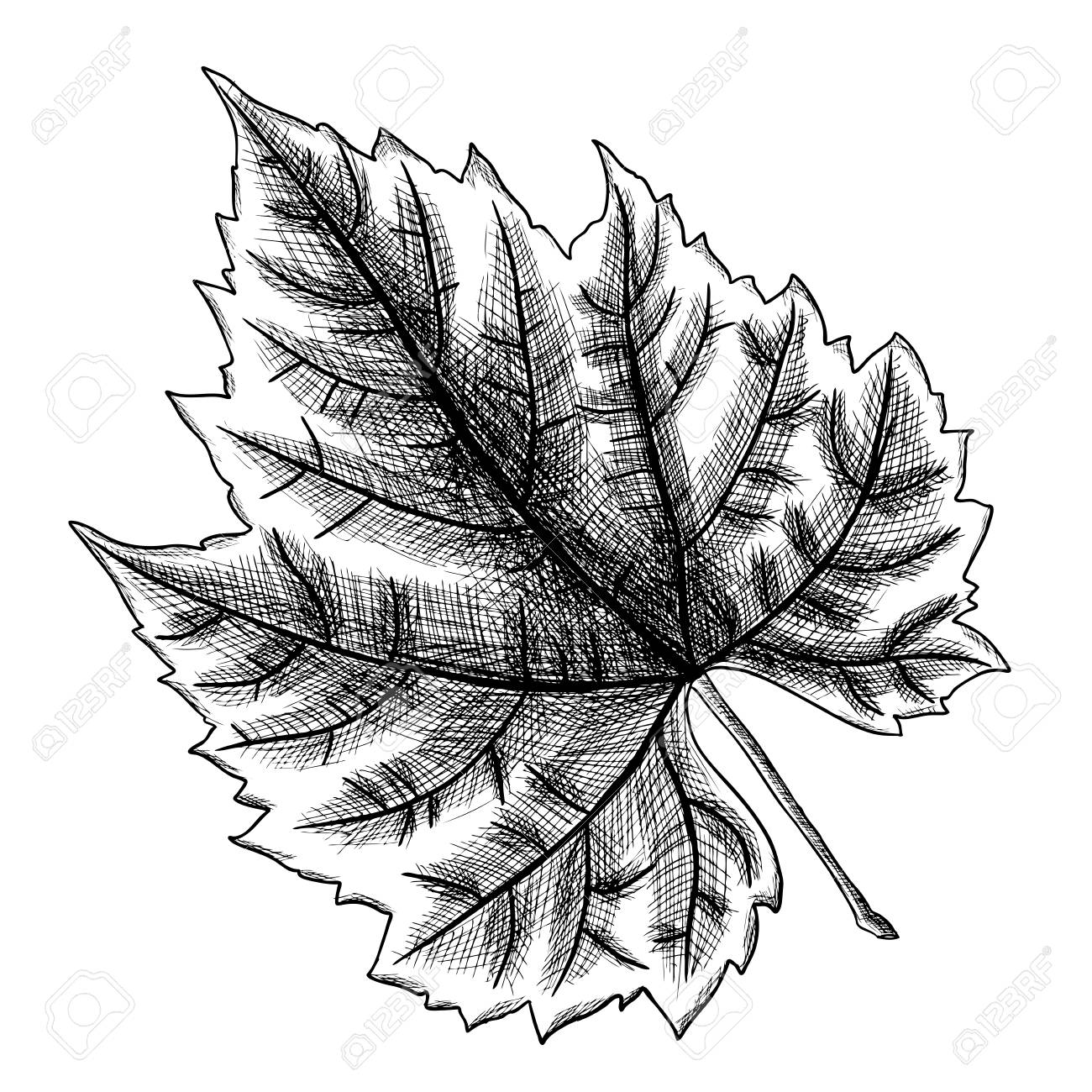 1300x1300 Detailed And Precisek Drawing Of Grape Leaf. Hand Drawn
