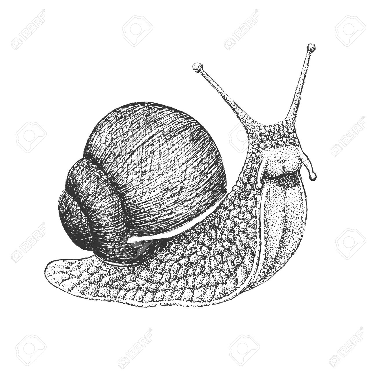 1300x1300 Grape Snail