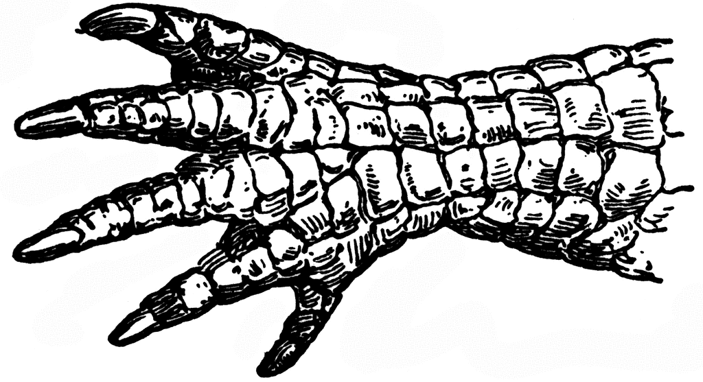 1024x557 Alligator Clipart Etc