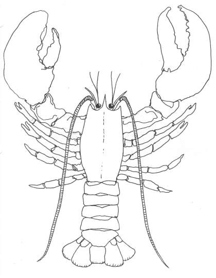 420x541 How To Draw A Lobster Lobsters Will Regenerate A Claw If It Is