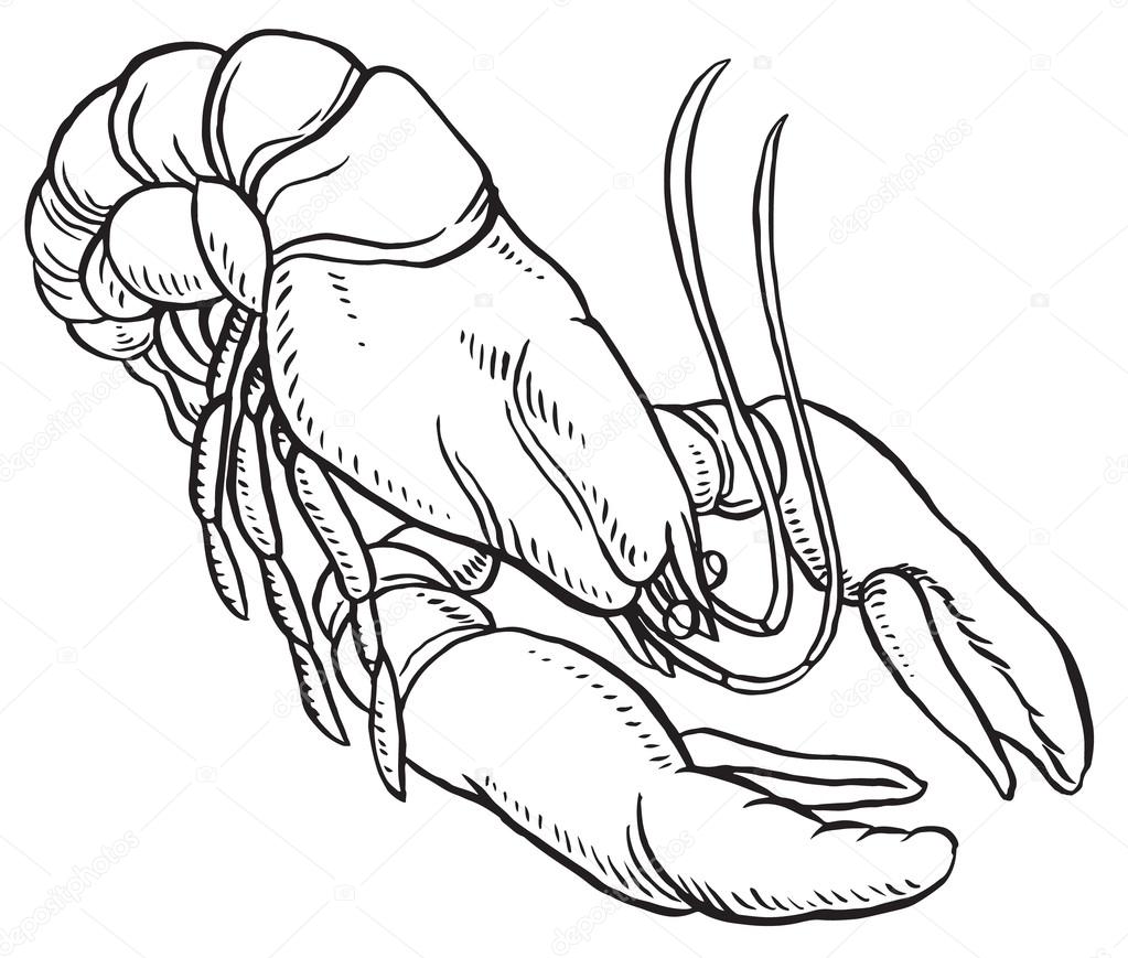 1023x869 Hand Drawn Lobster Stock Vector Annasuchkova