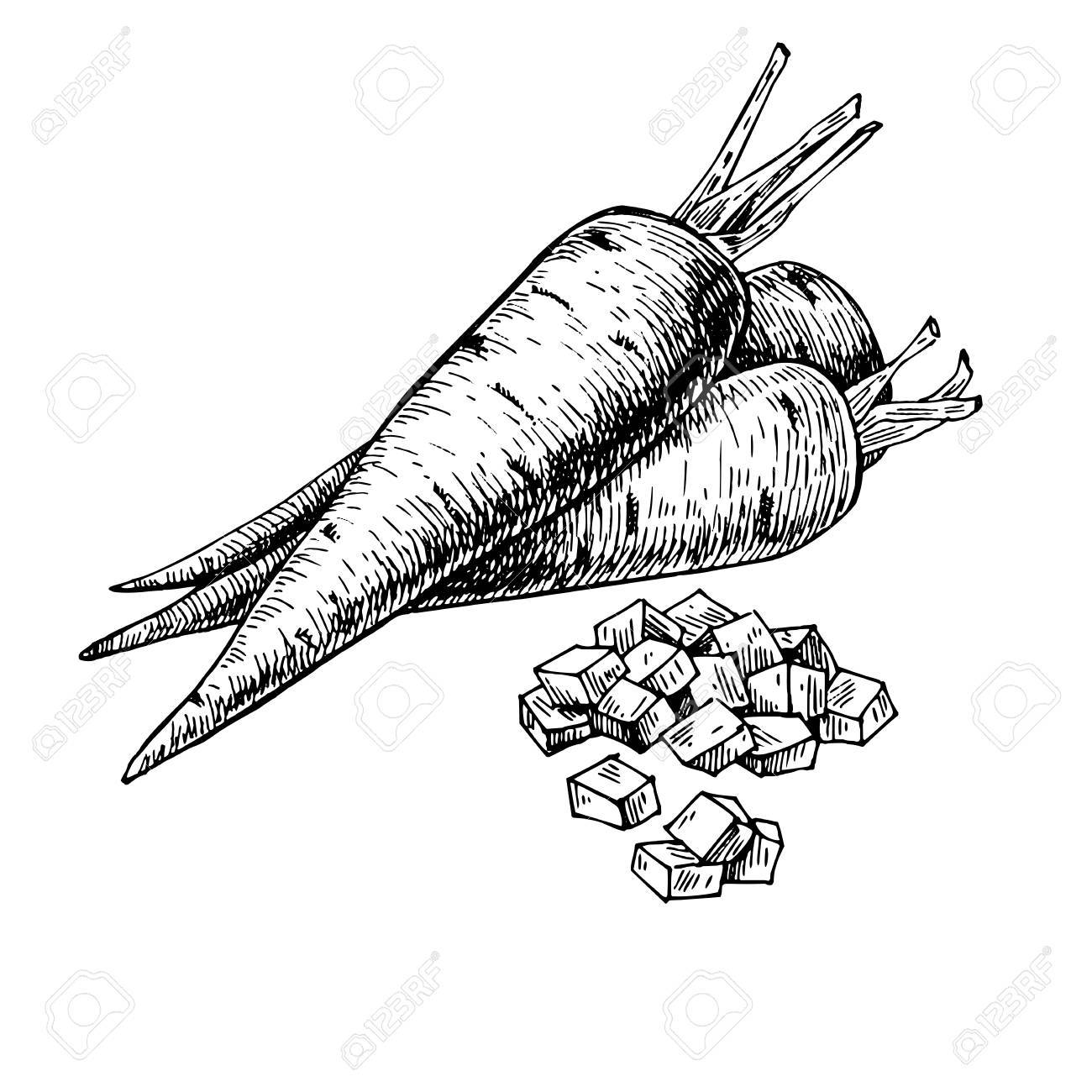 1300x1300 Carrot Hand Drawn Vector Illustration. Isolated Vegetable Engraved