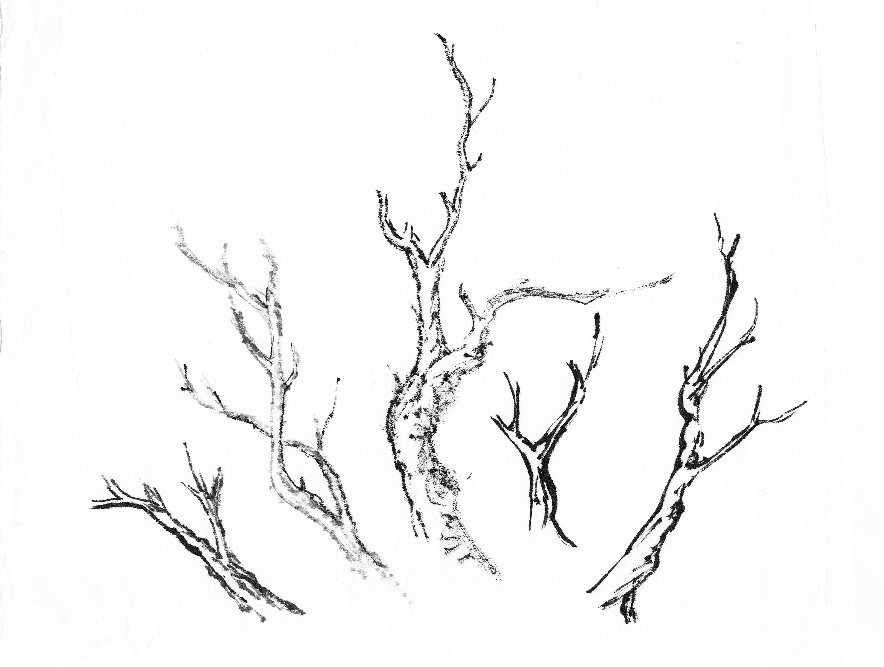 3002x2265 Branches Drawing