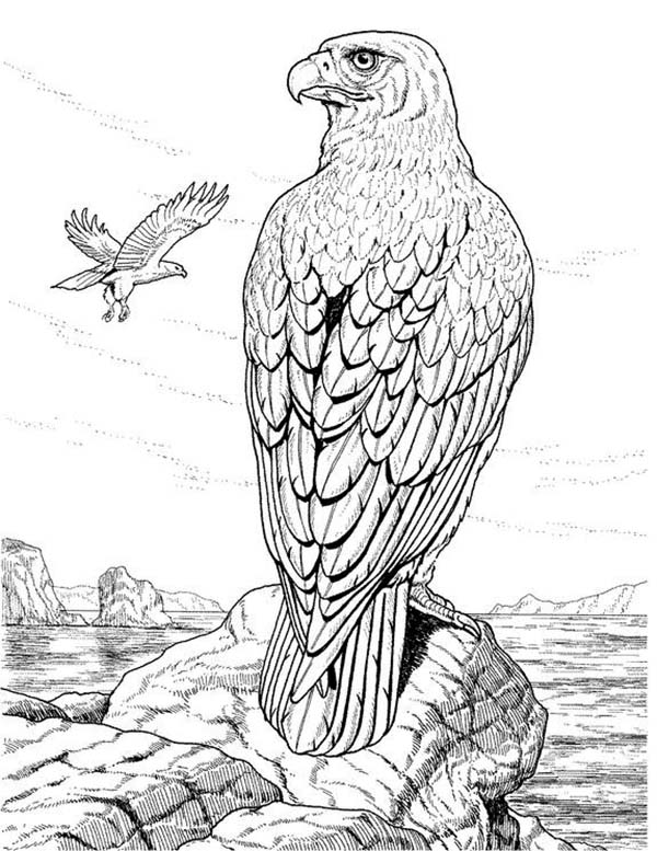 600x777 Eagle Standing On The Edge Of Cliff Coloring Page Coloring Sun