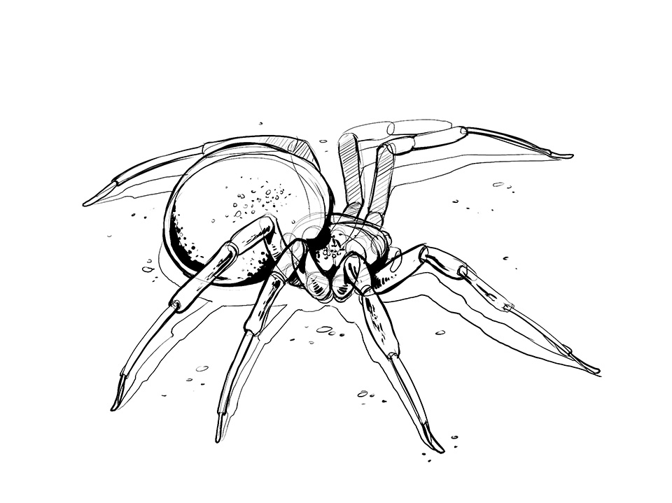 960x719 Lesson 4 Drawing Insects And Arachnids