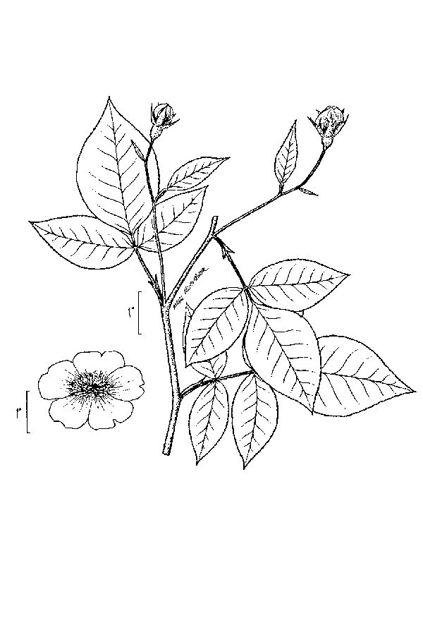 600x900 Basic Climbing Rose Drawing