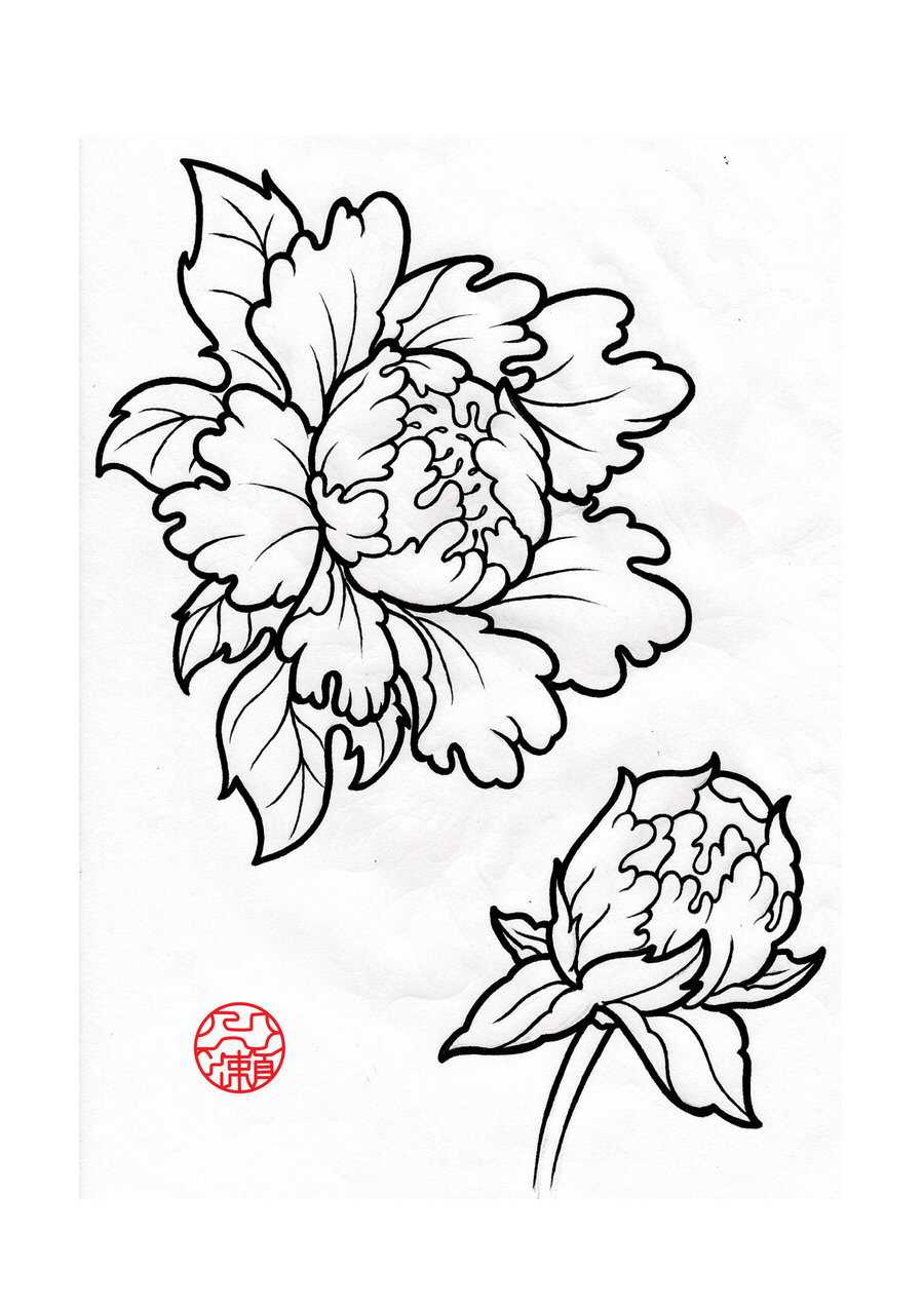 900x1273 Open Amp Closed Peony Sketch