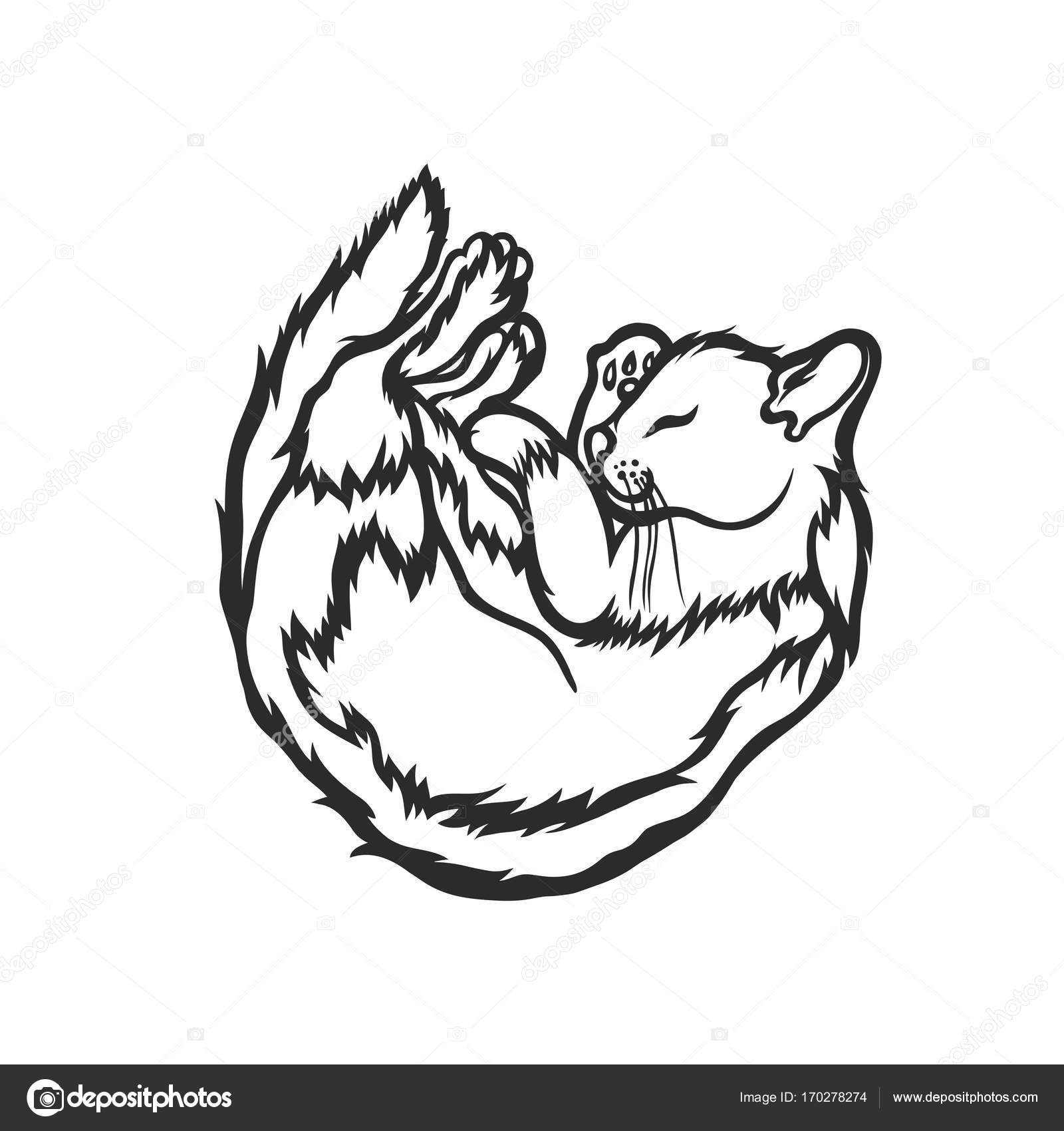 1600x1700 Sleeping Cat, Curled Up With His Eyes Closed. Sketch. Vector