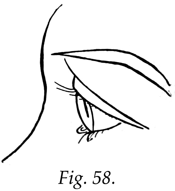 559x610 Closed Eye Sketch Side Pics