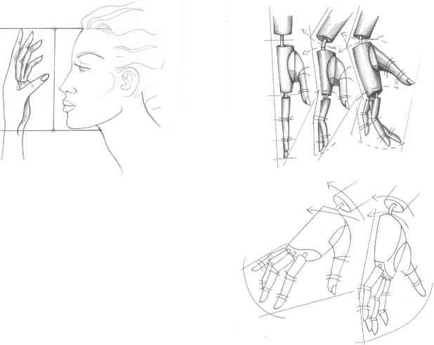 618x492 The Mouth Analysis And Structure