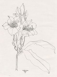 236x317 Contour Line Drawings