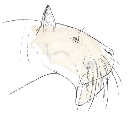 550x475 Antediluvian Salad Your Puny Lipped Sabertooth Kitty Is Smashed!!