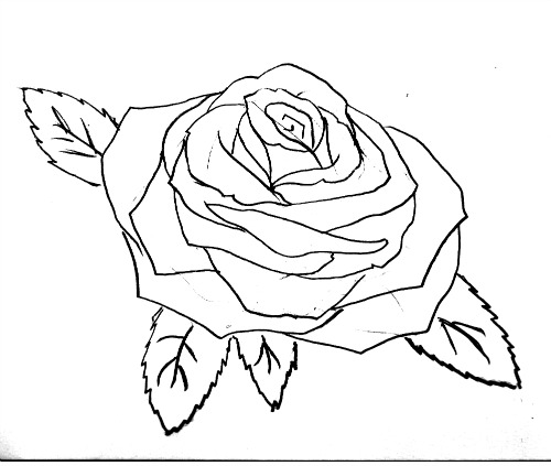 500x423 How To Draw A Rose