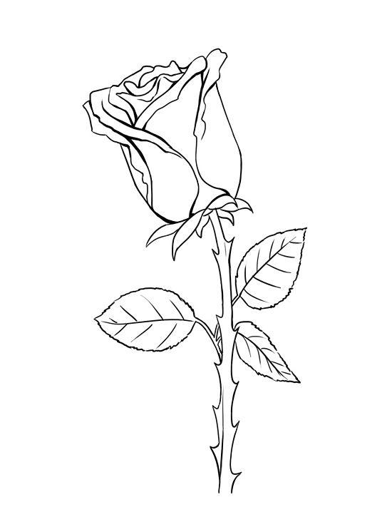550x718 Art For Kids. Stepwise Drawing Of Flowers