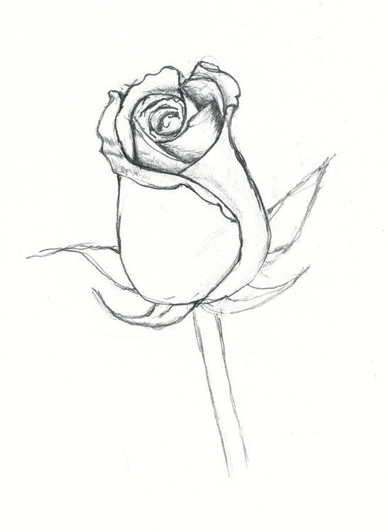 547x750 Drawn Rose Closed