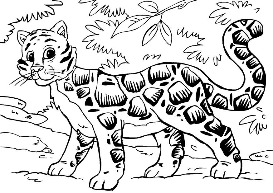 875x620 Coloring Page Clouded Leopard