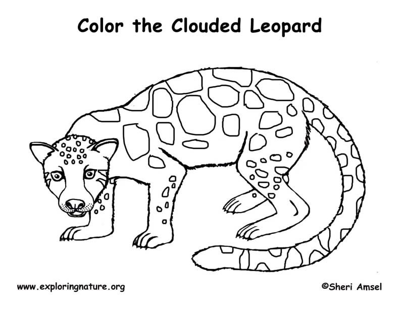 792x612 Leopard (Clouded) Coloring Page