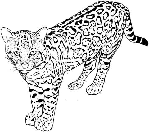 480x427 Leopard 5 Coloring Page Colouring Leopards
