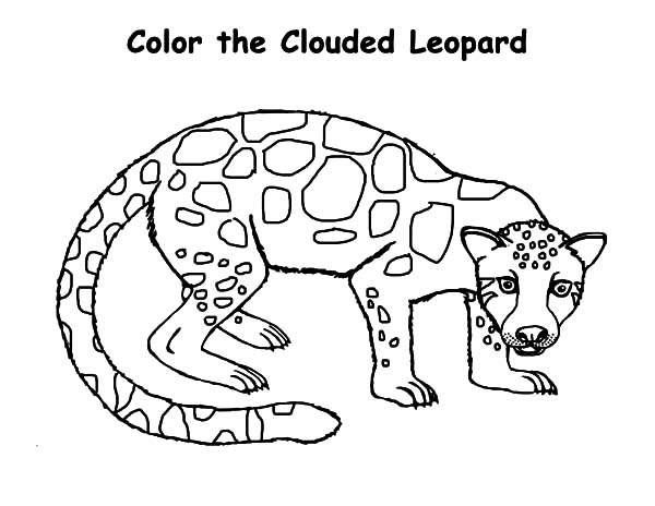 600x464 The Clouded Leopard Coloring Pages Batch Coloring