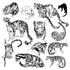 240x240 Clouded Leopard Edited Also, Re Working On These To Make