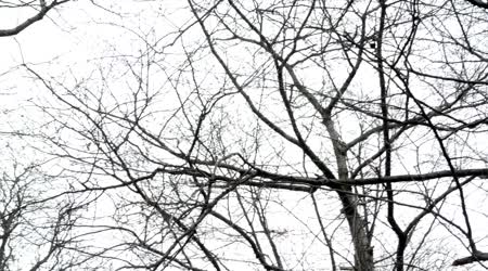 450x250 Forest(Park)