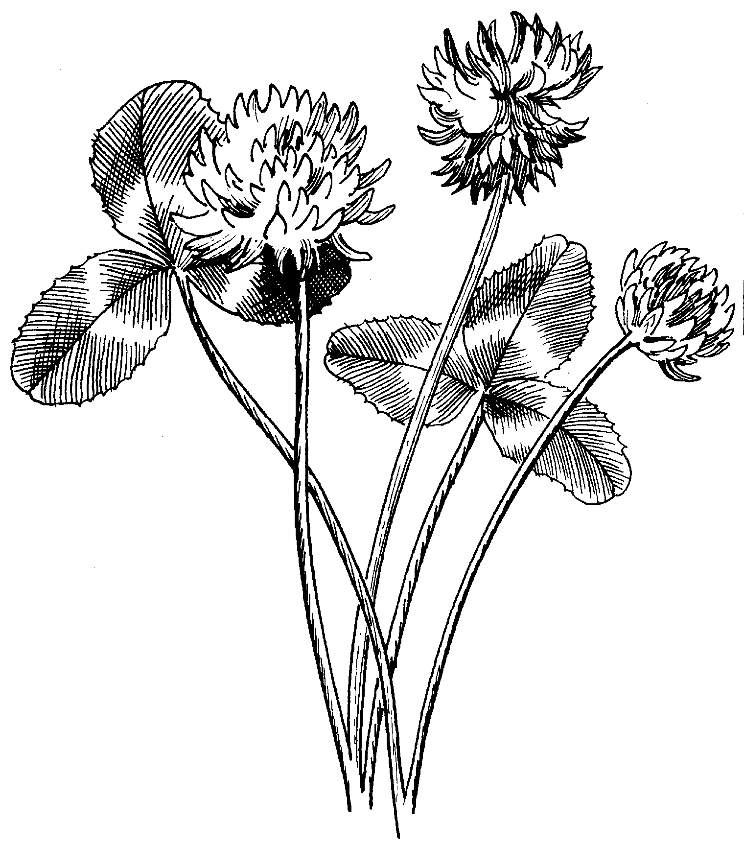 1520x1730 Filewhite Clover (Psf).png