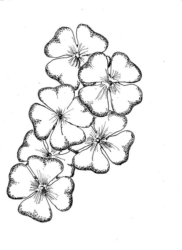 600x825 A Bouquet Of Four Leaf Clover Coloring Page