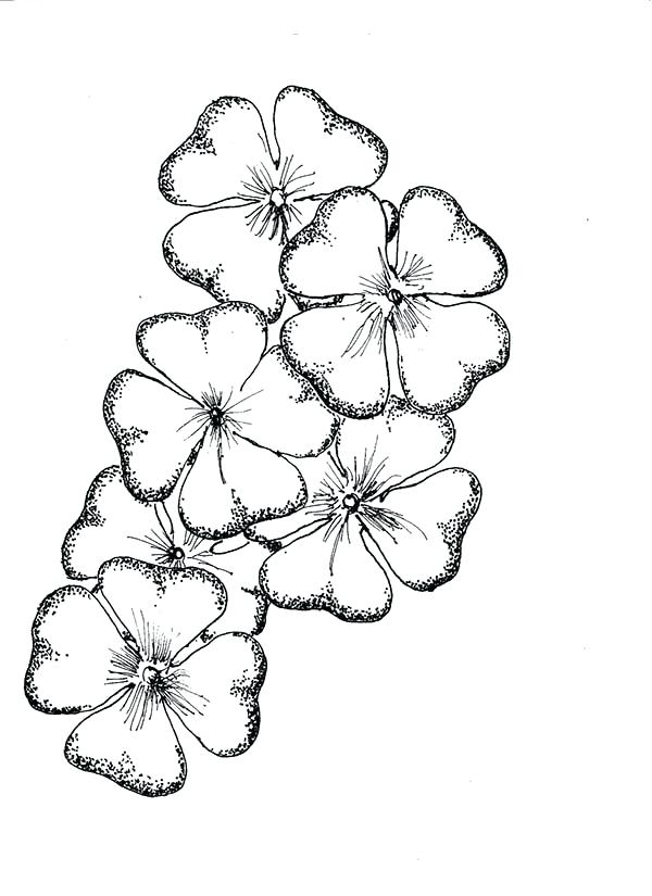600x825 Four Leaf Clover Coloring Pages A Bouquet Of Four Leaf Clover