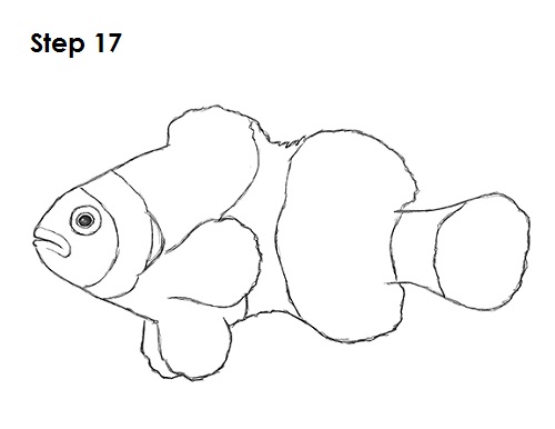 500x386 How To Draw A Clownfish