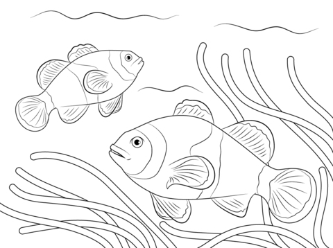 480x358 Ocellaris Clownfish Coloring Page Free Printable Coloring Pages