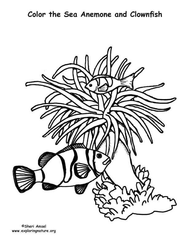 612x792 Sea Anemone And Clownfish Coloring Nature