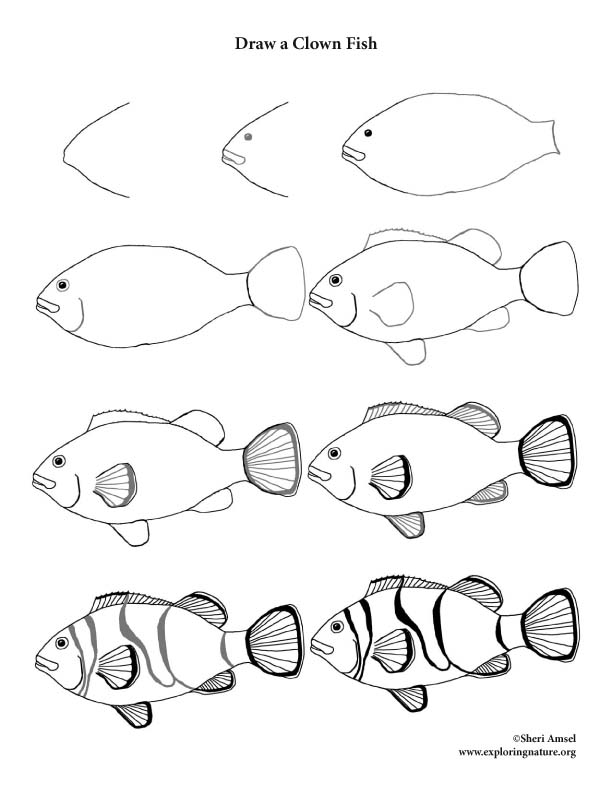 612x792 Clown Fish Drawing Lesson
