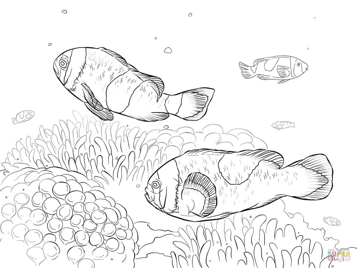 1199x899 Clownfish Coloring Page 532964