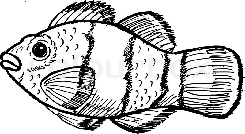 800x439 Hand Drawn, Sketch, Cartoon Illustration Of Clown Fish Stock