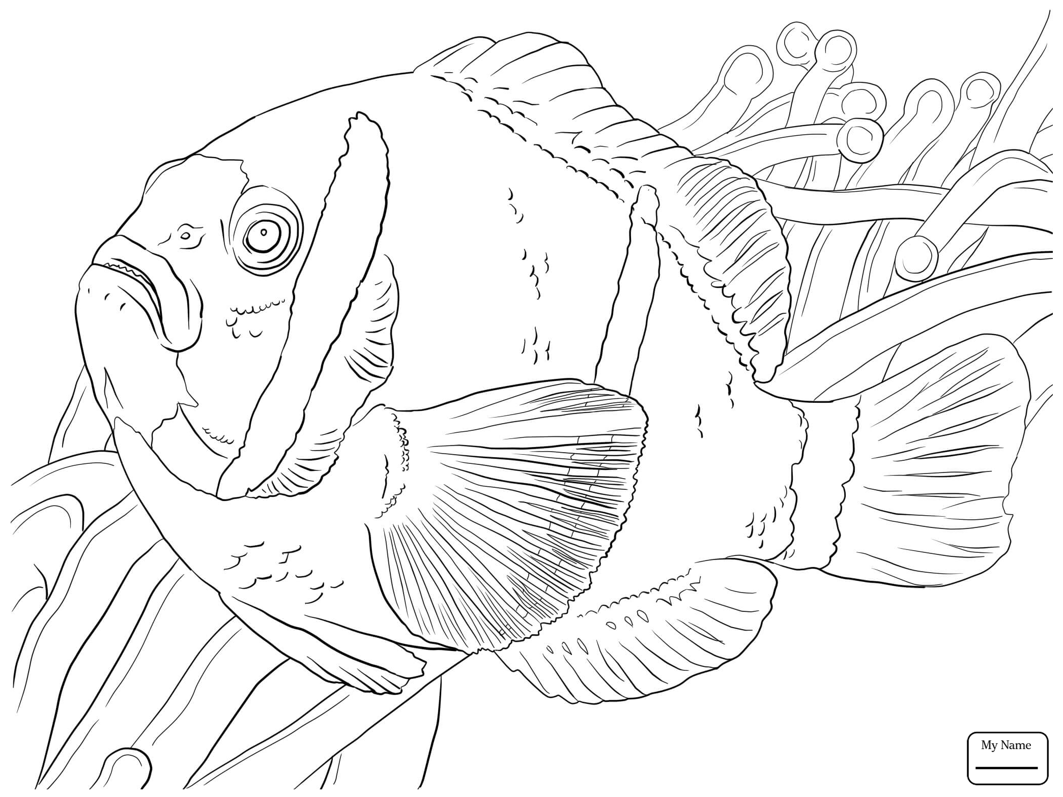 2089x1567 Clownfish Barrier Reef Anemonefish Fish Coloring Pages For Kids