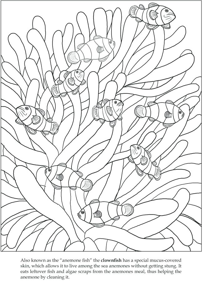 650x902 Clown Fish Coloring Pages Welcome To Publications Lets Explore Sea