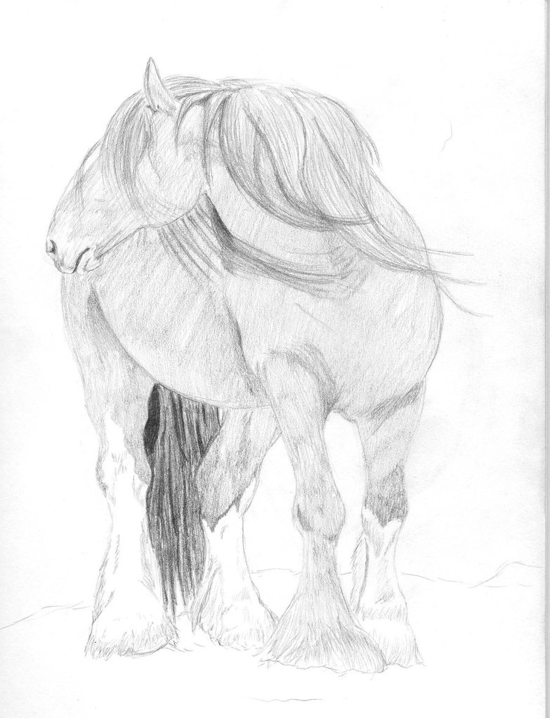 783x1021 Clydesdale Sketch By Miasaurusrex90