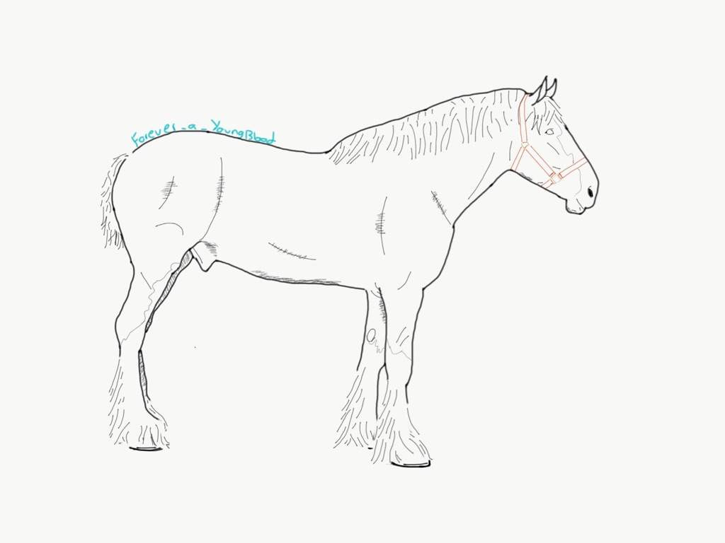 1024x768 Drawing Clydesdale Horse Lovers Unite Amino