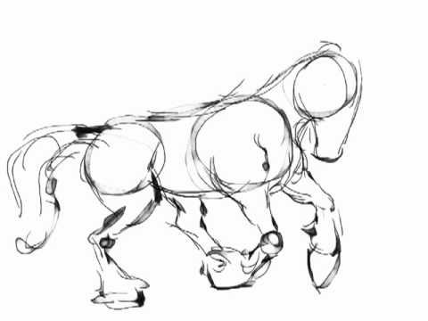 480x360 Clydesdale