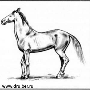 300x300 How To Draw The Horse Of Clydesdale Breed With A Pencil Step By Step